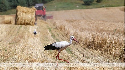В Беларуси осталось убрать четверть площадей зерновых