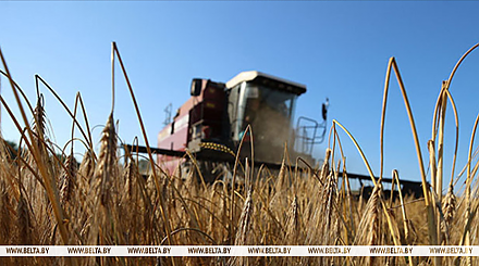 Свыше 10,7 млн тонн зерна с учетом рапса и кукурузы собрали в Беларуси