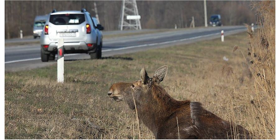 В области выросло число ДТП с участием диких животных. Звери выходят на дорогу даже в областном центре
