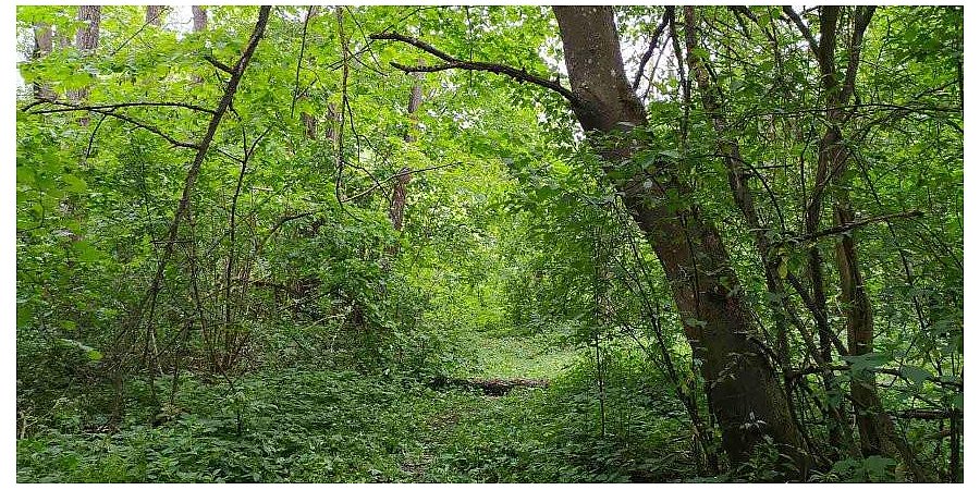 Запретов на посещение лесов в Беларуси нет