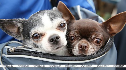 Что изменил закон об обращении с животными и что теперь грозит горе-хозяевам