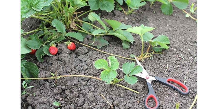 Обрезаем усы… у клубники