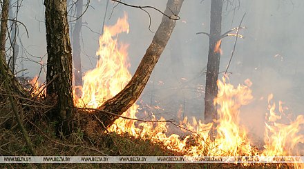 В Беларуси за сутки ликвидировано 4 лесных пожара