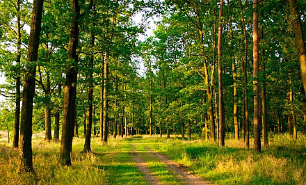 В Беларуси начали вводить ограничения на посещение лесов