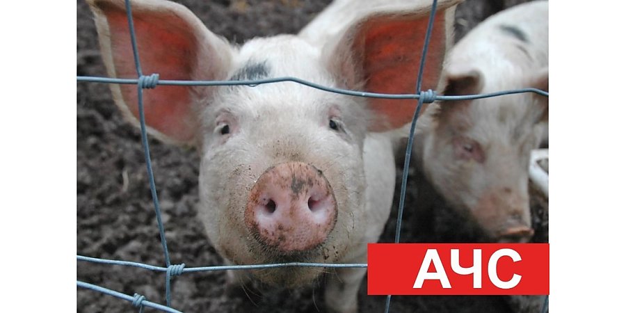 Как избежать на личных подворьях африканской чумы свиней
