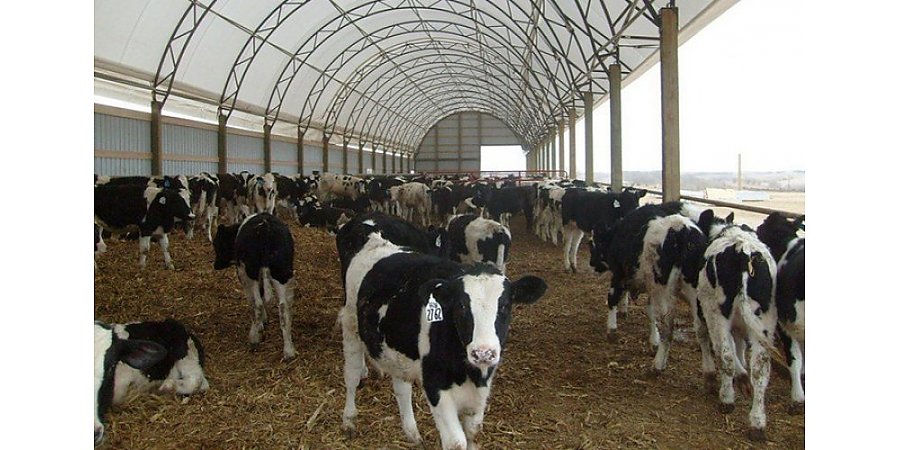Прокуратура Вороновского района проверила условия содержания крупного рогатого скота в сельхозорганизациях района