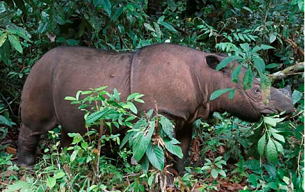 Умер последний суматранский носорог в Малайзии