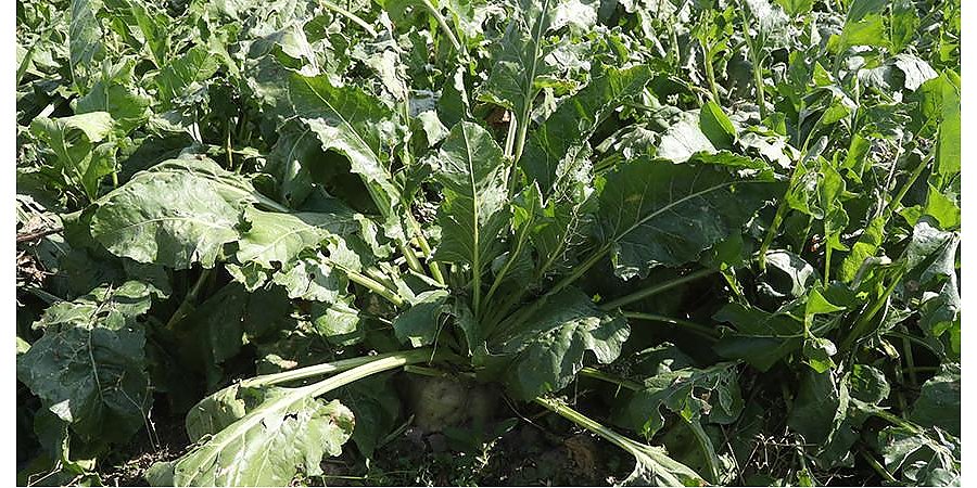 Более 4,8 млн тонн сахарной свеклы накопано в Беларуси