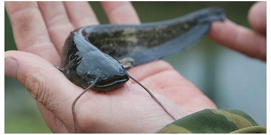 В водоемы Минской и Гродненской областей выпустили более 10 тыс. карпов и сомов