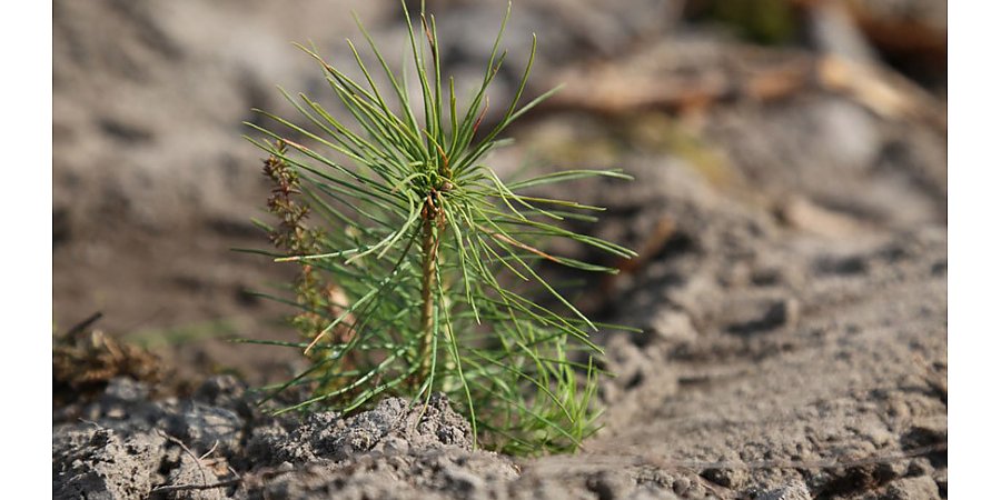 Лесхозы восстановили уже более 4,5 тыс. га леса с начала весны