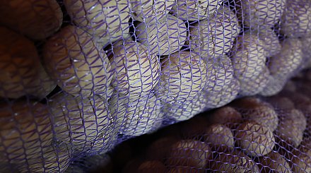 "Это по-военному надо делать". Александр Лукашенко о закладке на хранение урожая овощей и фруктов