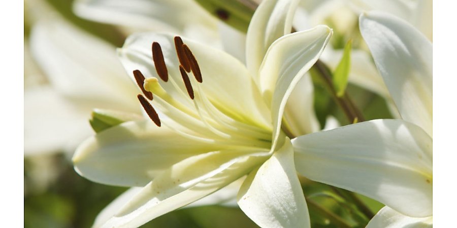 Размножаем лилии быстро и эффективно