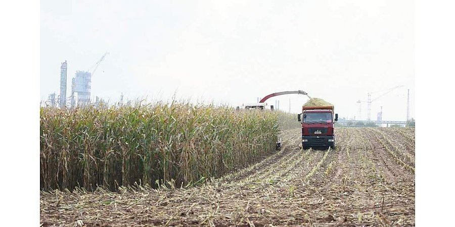 Валовый сбор зерна кукурузы на Гродненщине почти в 2,3 раза превысил прошлогодний уровень