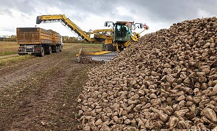 На Гродзеншчыне завяршылася ўборка цукровых буракоў і кукурузы на сілас
