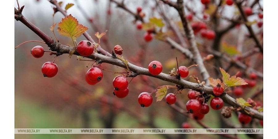 Как заготовить черенки смородины, чтобы весной они дали крепкие корни, рассказал садовник