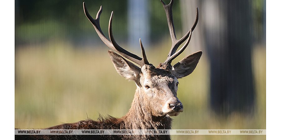 В Беларуси открыт сезон загонной охоты на копытных