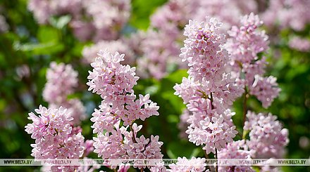 В Беларуси продолжается цветение сирени. В Минприроды напомнили о штрафах за повреждение кустов