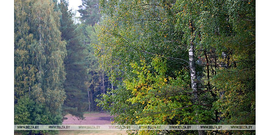В Беларуси за сутки в лесах потерялись два человека, одного пока не нашли