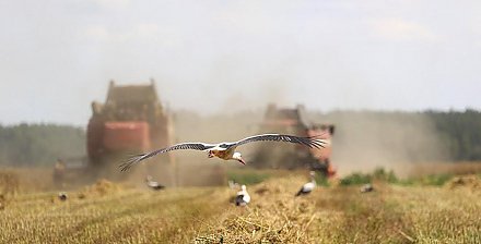 В Беларуси намолотили 2 млн тонн зерна