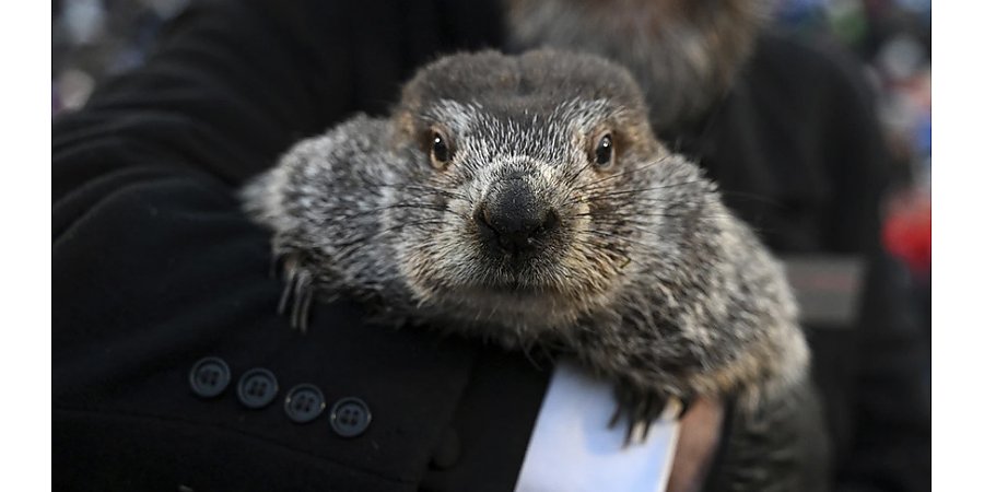 Американский сурок Фил предсказал еще шесть недель зимы