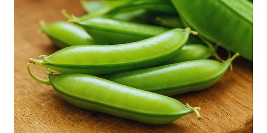 Посейте горох так — и собирайте сладкие стручки все лето!