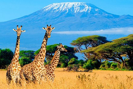 В Беларуси планируют запустить прямые авиарейсы в Кению, Венесуэлу и на Сейшелы