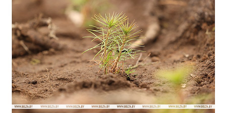Акция "Дай лесу новае жыццё!" пройдет в Беларуси 11-31 октября