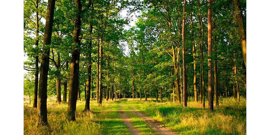В Гродненской области в 14 районах действует ограничение на посещение лесов