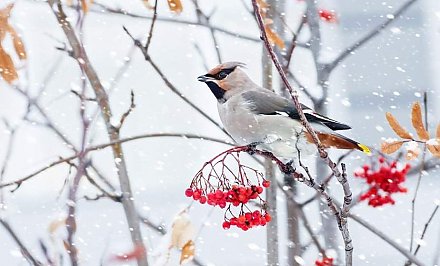 В Гродно 18 декабря побит температурный рекорд 30-летней давности