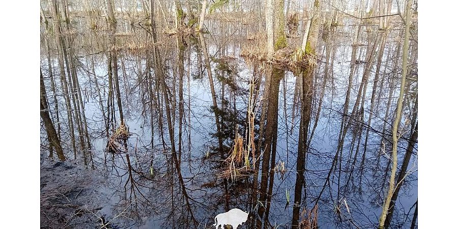 В Беловежской пуще проверили, как польское заграждение повлияло на экосистему заповедника
