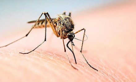 Стала известна группа крови самая вкусная для комаров