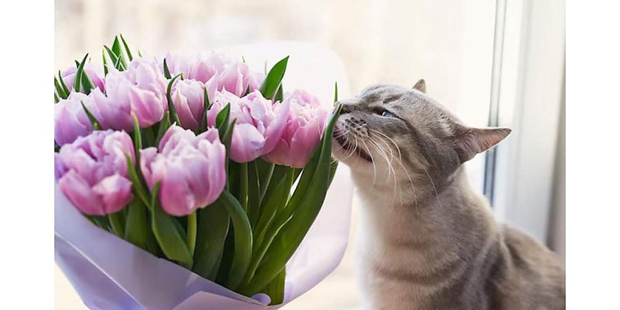 В Беларуси изменились правила торговли живыми цветами. Разбираемся, что сулит новый закон