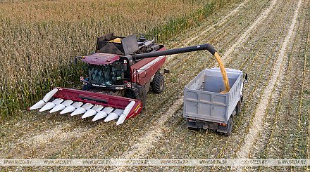 В Беларуси намолотили 10,8 млн тонн зерна с учетом рапса и кукурузы