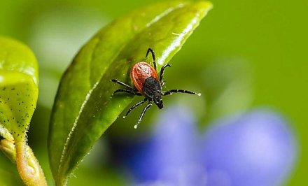 В Гродненской области резко возросло число укусов клещей