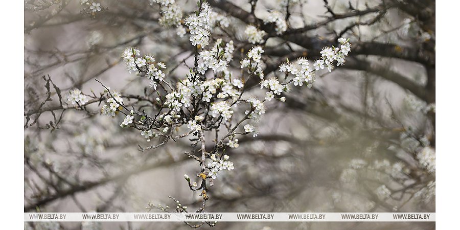 До +26°С и преимущественно без осадков будет сегодня в Беларуси