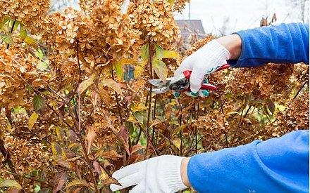 Грамотная обрезка гортензии. Сроки, тонкости, нюансы