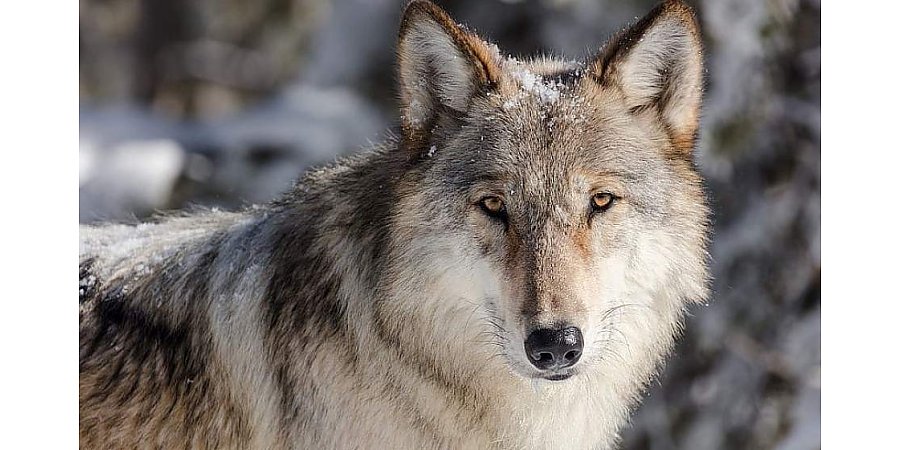 Матерый волк обоснавался у одной из деревень Лидского района. Как местным жителям удалось избавиться от незваного гостя