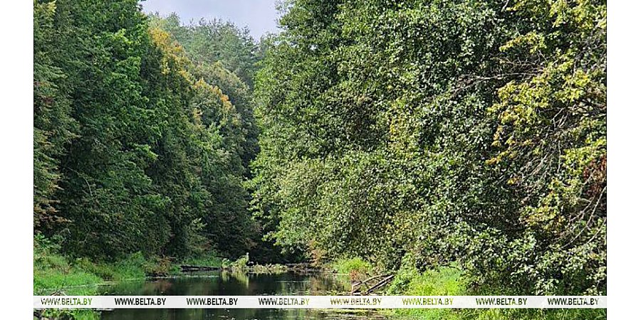 До +25°С и без осадков ожидается сегодня в Беларуси