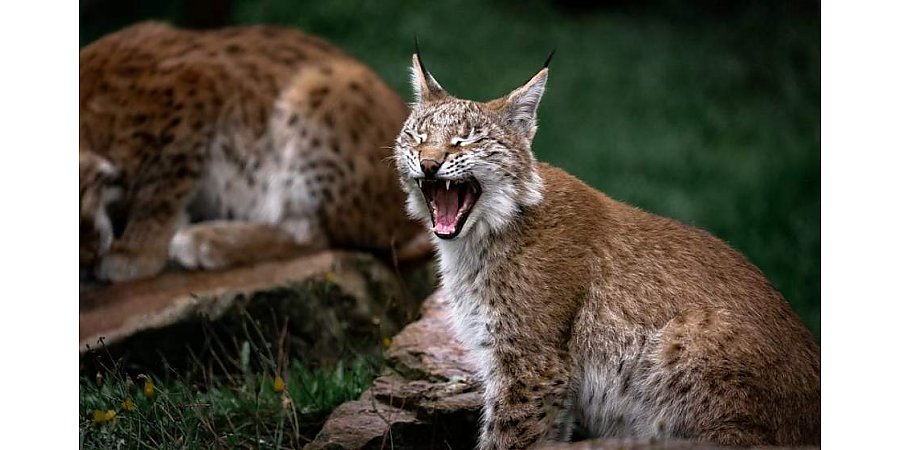 Красную книгу Беларуси переиздадут в 2025 году