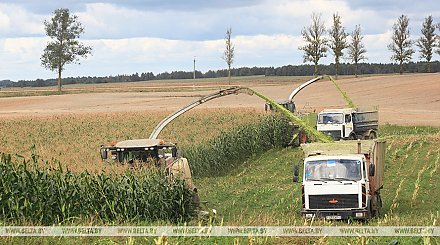 В Беларуси убрано почти 40% площадей кукурузы