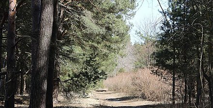 Сложная пожароопасная обстановка сохраняется. Ограничения на посещение лесов введены во всех районах Гродненской области