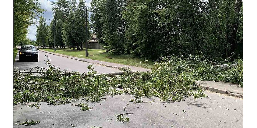 Спасатели в Гродненской области шесть раз выезжали на распиловку поваленных ветром деревьев