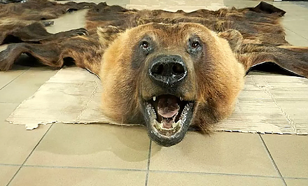 Белорусу грозит 5 лет тюрьмы в Польше за ввоз в страну шкур животных