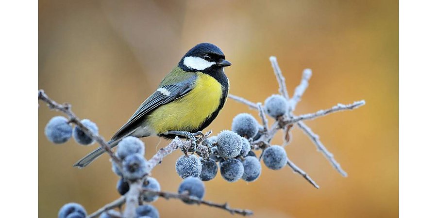 Ночью небольшие дожди, днем - без осадков. Синоптики о погоде 30 января