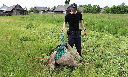 Более 150 кг наркотического сырья уничтожили сотрудники органов в Гродненской области за неделю