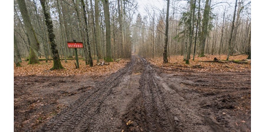 WWF: строительство Польшей забора на границе станет катастрофой для Беловежской пущи