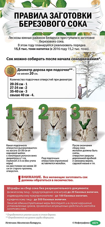 Инфографика: Правила заготовки березового сока