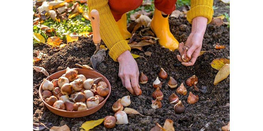 Осенние посадки: что актуально посеять под зиму