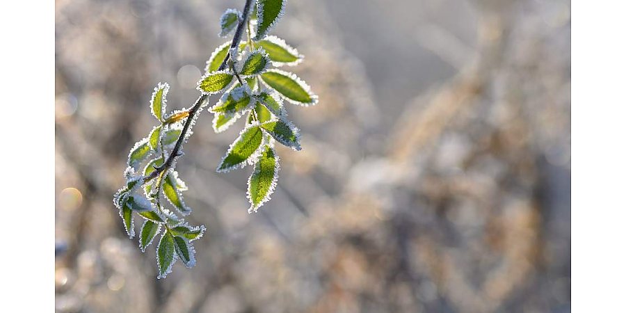 Небольшие осадки и до +6°С. Какой будет погода в Беларуси 29 ноября
