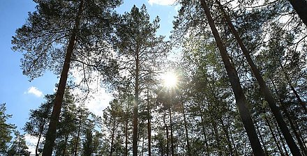 Первые в этом году ограничения на посещение лесов введены в 8 районах Беларуси